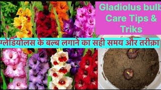 how to grow Gladiolus flower bulb  Gladiolus plant care  Gladiolus plant Fertilizer  gladiolus [upl. by Gaige]