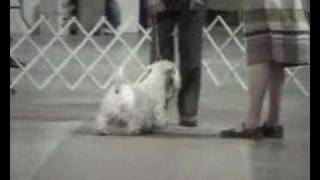 Sealyham terrier  Ch Efbes Hidalgo At Goodspice [upl. by Thorwald]