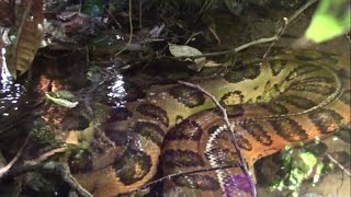 Giant anaconda in the Amazon rainforest  Close encounter [upl. by Kimmie]