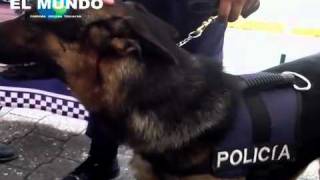 La Policía canina en Veracruz [upl. by Yelyac738]