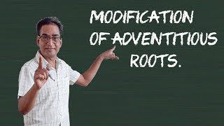 Modification of Adventitious Roots [upl. by Oivalf]