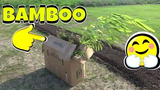 Planting Bamboo Phyllostachys bissetii  Vivax Chinese Timber Bamboo [upl. by Mashe]