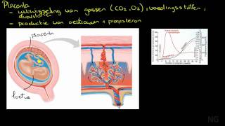 423  Bouw en functie van de placenta [upl. by Joline185]