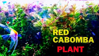 Red Cabomba Aquarium Plant  PLANTED AQUARIUM [upl. by Vitkun]