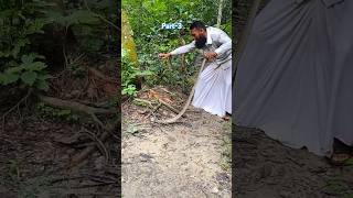 The snake was coiled in a tree but they later rescued it Part3 poisonous animals [upl. by Akimed]