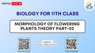 Biology Class 11th  Morphology of flowering plants Theory Part02 [upl. by Ojimmas]