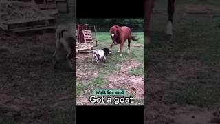 Goat vs Horse fight 😱  shorts ytshorts viralvideo youtubeshorts [upl. by Hteb855]