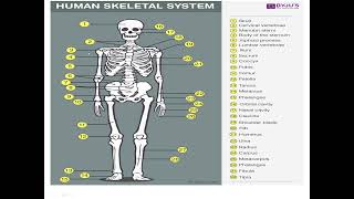 Skeletal System [upl. by Aicala]