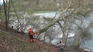 Fällen und Seilen einer Buche mit Valtra N101 und 12 Tonnen TIGER Seilwinde [upl. by Alethia]