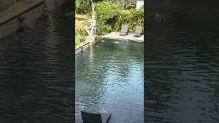 Enten in Bali lieben den Pool unseres Hotels [upl. by Onibag]