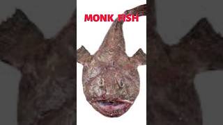 The Deadly Monk Fish🐟😉 marinelife underwateradventure fish monkfish sealife [upl. by Nahallac458]