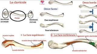 ostéologie  la clavicule [upl. by Atilrep56]