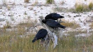 Ravens Squawking in Yellowstone [upl. by Legra]