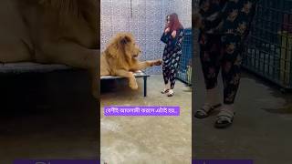 tiger funny lion comedy animals youtube viralvideo pets tamed wildlife shortvideo love [upl. by Ewnihc48]