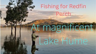 Fishing for Redfin Perch in beautiful Lake Hume [upl. by Sisak]