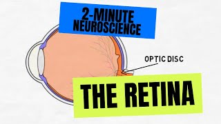 2Minute Neuroscience The Retina [upl. by Yager]