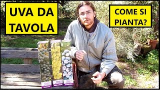 Come piantare la VITE DA UVA da tavola con le BARBATELLE  Tutorial Agricoltura [upl. by Sherl]