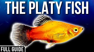 Platy Fish Info And Care  How To Care For Platy Fish [upl. by Phillipe]