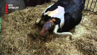 Dierenkliniek  vr 5 dec 2014 071100 uur RTV Utrecht [upl. by Assetak108]