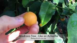 Madrono Arbutus Fruit Tree  Great in Australia [upl. by Kruter]