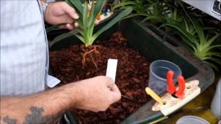 Re potting a Paphiopedilum orchid and introduction to Paphiopedilum roots [upl. by Holman]