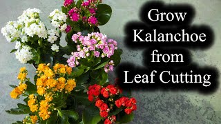 How to Grow Kalanchoe from Leaf Cutting  Full Guide [upl. by Mahau]