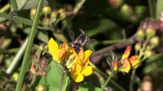 MEGACHILE  Megachilidae  Abeille Solitaire  BRUITX [upl. by Eiramnaej]