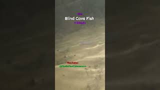 The Incredible Blind Cave Fish  Crawfish Black Stick Fish and the Blind Cave Fish [upl. by Hennebery]