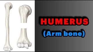 جلسه 6  آناتومی استخوان بازو Anatomy of Humerus [upl. by Ellenrahs960]