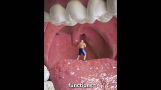 Why is it like this under the tongue shortvideos facts amazingfacts [upl. by Syned]