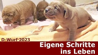 Eigene Schritte ins Leben [upl. by Aniled]