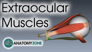 Extraocular Muscles  Eye Anatomy [upl. by Treblihp]