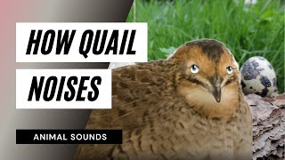 The Animal Sounds How Quail Sounds  Sound Effect  Animation [upl. by Liuka786]