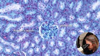 Microscopic anatomy of the kidney [upl. by Anait207]