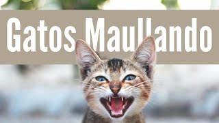 MAULLIDOS DE GATOS TIERNOS [upl. by Myrtie338]