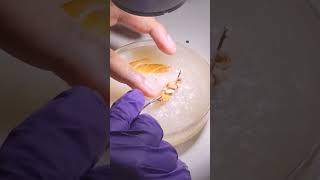 reproductive part of cockroach 🪳😶dissectionentomology youtubeshorts [upl. by Duane815]