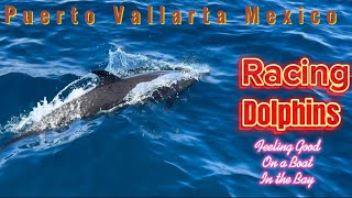 Puerto Vallarta Mexico  Fun With Dolphins [upl. by Annamaria]