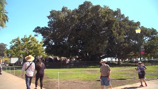 Ribbon Cutting Moreton Bay Fig Tree Project [upl. by Carolyne265]