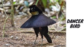 Exquisite Bird of Paradise DanceThe Most Beautiful birds in the World part1byanimalwondery [upl. by Dorraj945]