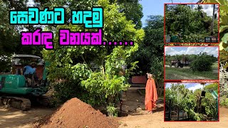 සෙවණට හදමු කරද වනයක්  Pongamia pinnata  Magul karnda  karanda wagawa  karada gasa [upl. by Nylannej]