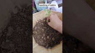 repotting of dahliahow to grow dahlia dahlias shorts viralshortvideo wintergardening flowers [upl. by Aynas]