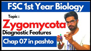 Zygomycota  Life cycle of mucor and rhizopus  11 biology chapter 7 in pashto [upl. by Telrahc]