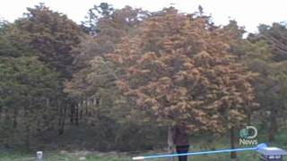 Massive Tree Pollen Explosion Explained [upl. by Assisi498]