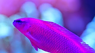 My Orchid dottyback  Pseudochromis fridmani [upl. by Natsyrt]