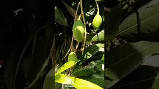 Mango tree  Mangifera indica  Mamidi chettu  Mango flower  Mango 🥭 [upl. by Sulokcin]