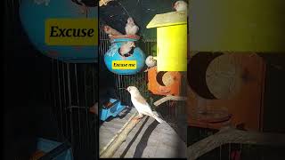 Excuse me  Finches nest  Zebra finch cage  birds zebrafinch finch finches youtubeshorts yt [upl. by Hanny]