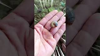 I found Beetle larvae🪲🐞 beetle larvae shorts scary arthropods viralvideo [upl. by Kyl]