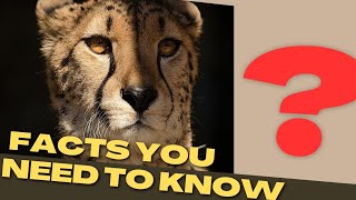 quotThe Speed Marvel Cheetahs Survival in the Wildquot [upl. by Charlena]