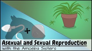 Asexual and Sexual Reproduction [upl. by Aikemaj]