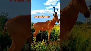 🦌🦌🦌Hartebeest in the wild bawolec hartebeest safaritrip uganda wildlife afryka nature park [upl. by Nunci223]